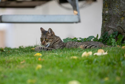 Cat sitting on field