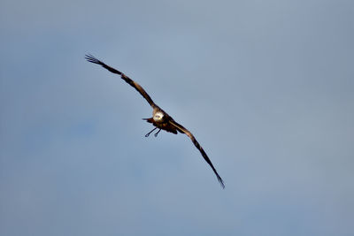 Low angle view of a bird flying