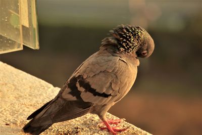 Close-up of bird perching outdoors