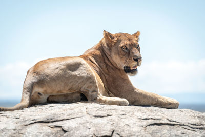 Big cat on rock against sky