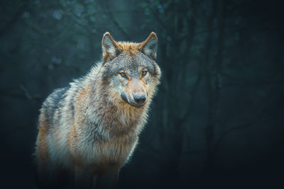 Gray wolf also known as timber wolf, photography taken in the forest