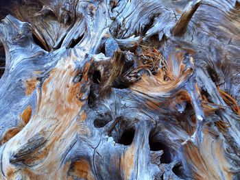 Close-up view of drift wood 