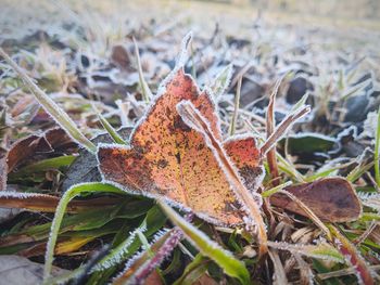 Close-up of dry leaves on land