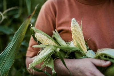 Cropped hand holding corn