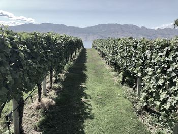 Scenic view of vineyard against sky