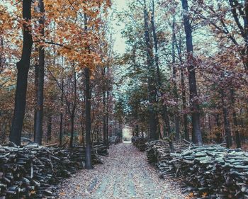 Footpath amidst trees in forest during autumn