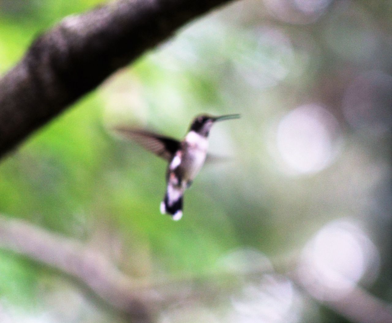 Blurred bokeh