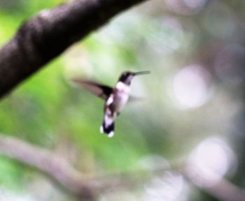 Close-up of bird flying