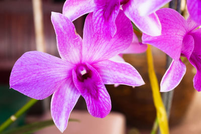 Close-up of pink flowers blooming outdoors