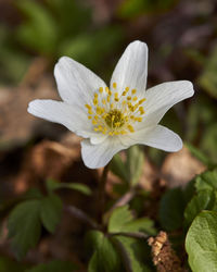 Close-up of white flower