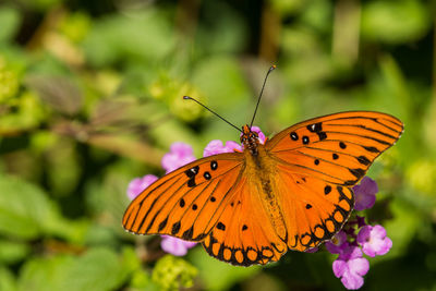 Close-up of butterfly pollinating on yellow flower