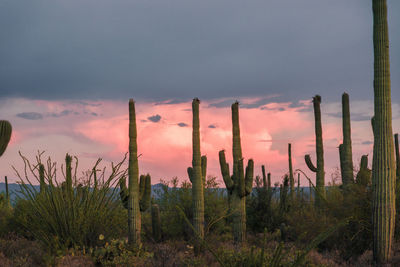 Cactus plants growing on land against sky during sunset