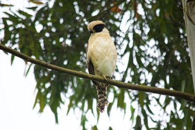 Low angle view of bird perching on tree