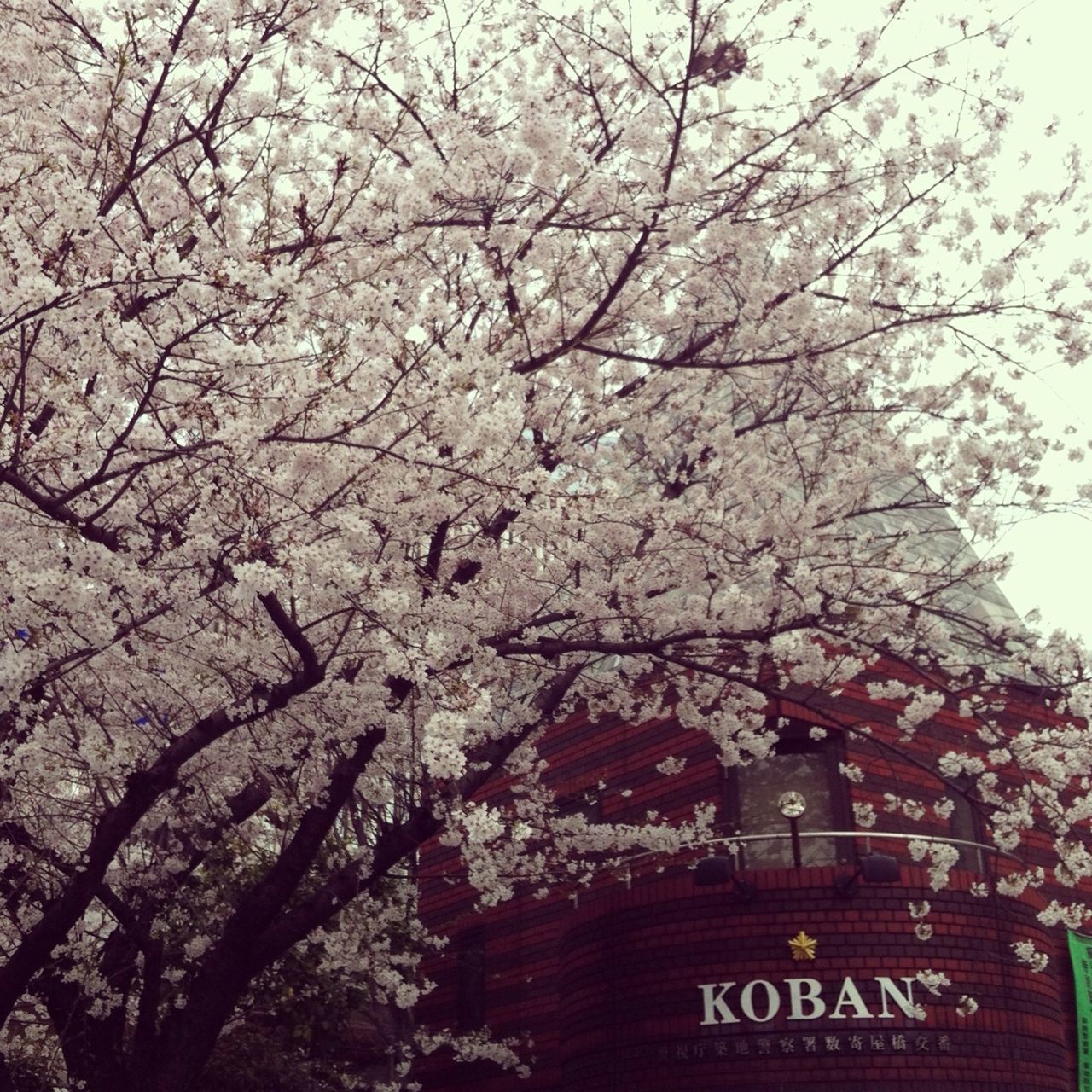 tree, branch, low angle view, text, flower, growth, nature, cherry blossom, western script, communication, day, architecture, built structure, bare tree, cherry tree, sky, building exterior, pink color, outdoors, no people