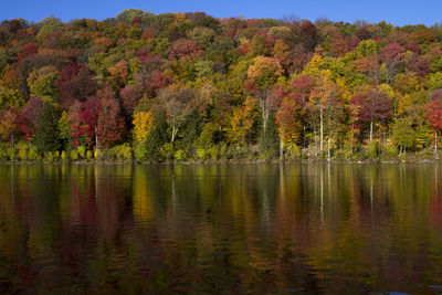 Scenic view of lake surrounded by trees during autumn