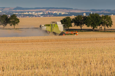 Combine harvester collecting wheat grains. rural scene with a town at background