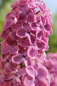 Close-up of pink flowers