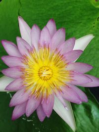 Close-up of water lily