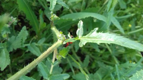 Close-up of insect on plant