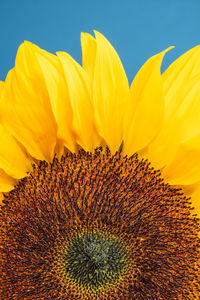 Close-up of sunflower