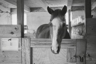 Horse in a stable