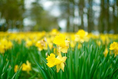 Close-up of yellow daffodil flowers blooming in field