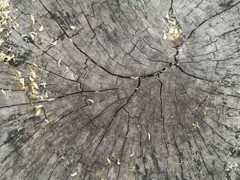 Full frame shot of tree stump