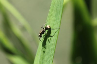 Close-up of insect on leaf