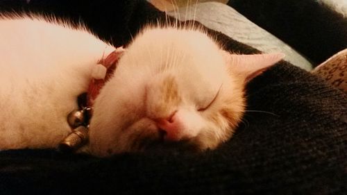 Close-up of cat sleeping