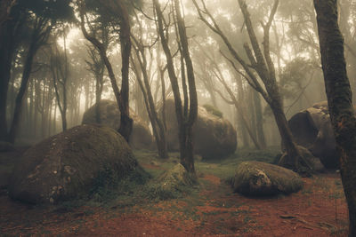 Trees in forest