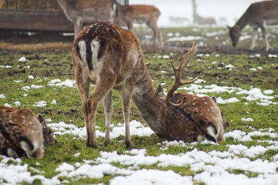 Deer on field during winter