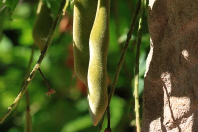 Close-up of spiked plant