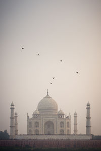 Birds flying over a building