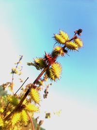 Low angle view of bee on flowering plant against clear sky