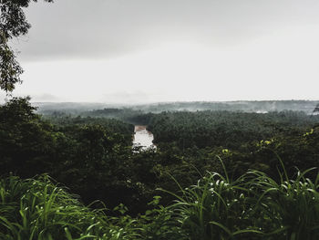 Plants growing on land against sky