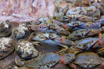 High angle view of crabs for sale on fish market