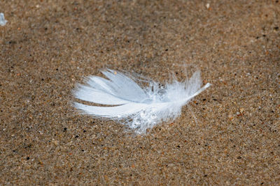 Close-up of white feather on beach