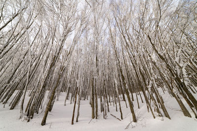 Iced forest in the national park of foreste casentinesi