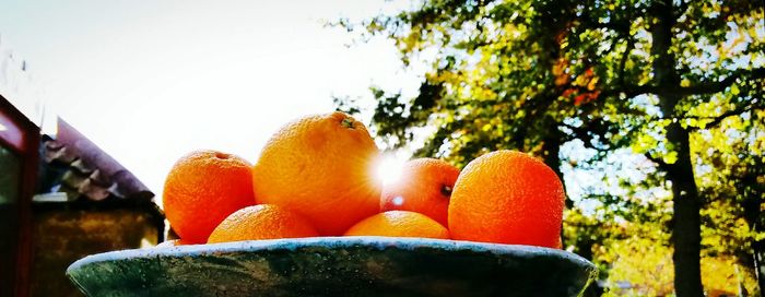 View of orange tree