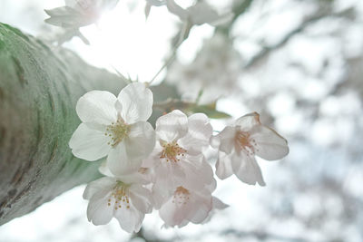 Close-up of white flowers on tree