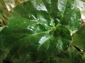 High angle view of raindrops on green leaves