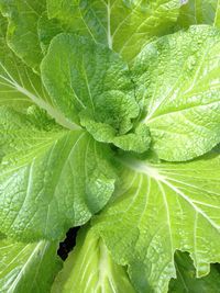 Full frame shot of green leaf