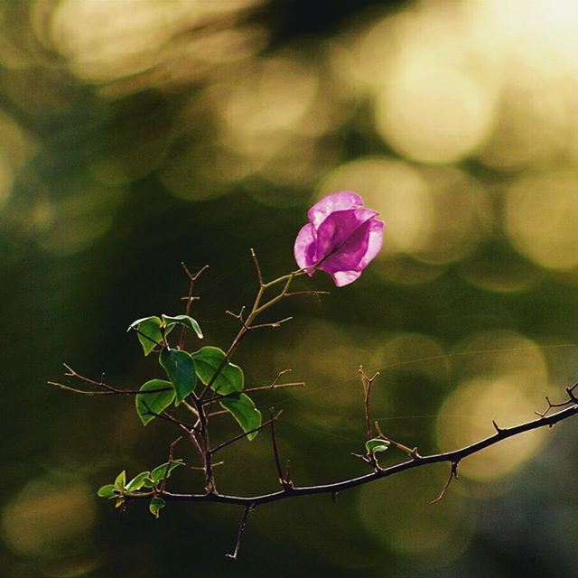 flower, fragility, freshness, focus on foreground, growth, close-up, petal, beauty in nature, flower head, stem, plant, bud, nature, blooming, selective focus, purple, in bloom, leaf, blossom, twig