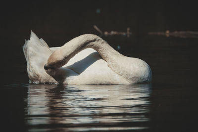 Swan swimming in lake