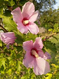 flowering plant