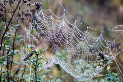 Close-up of spider web