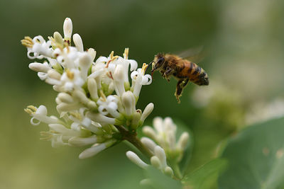 Close-up of bee pollinating on flower