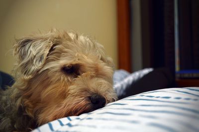 Close-up of dog