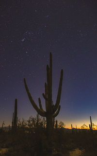 Low angle view of trees against sky at night