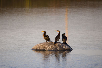 Ducks in a lake